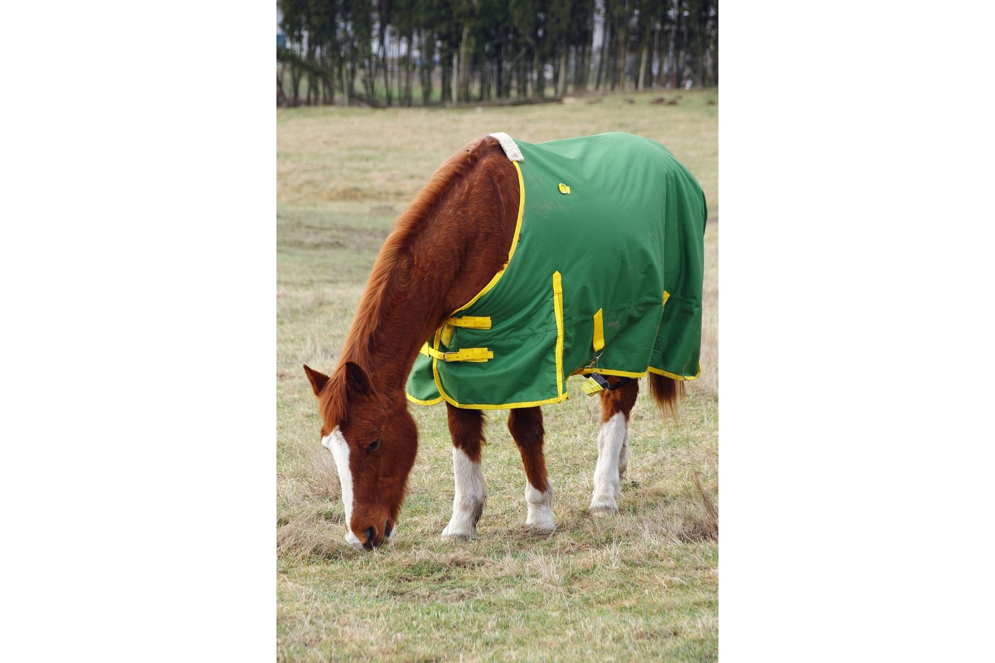 Horse Blanket Basics What's the Average Size? Horse Rookie