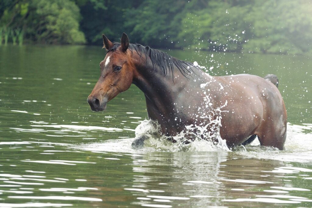Horse in a lake