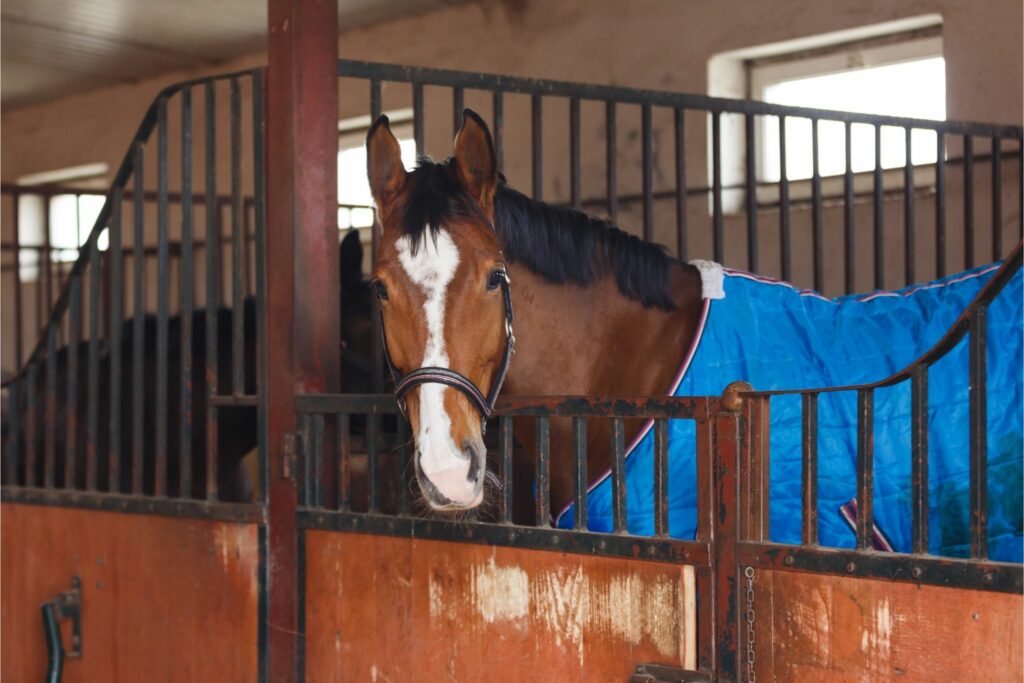 Horse in blanket in stall