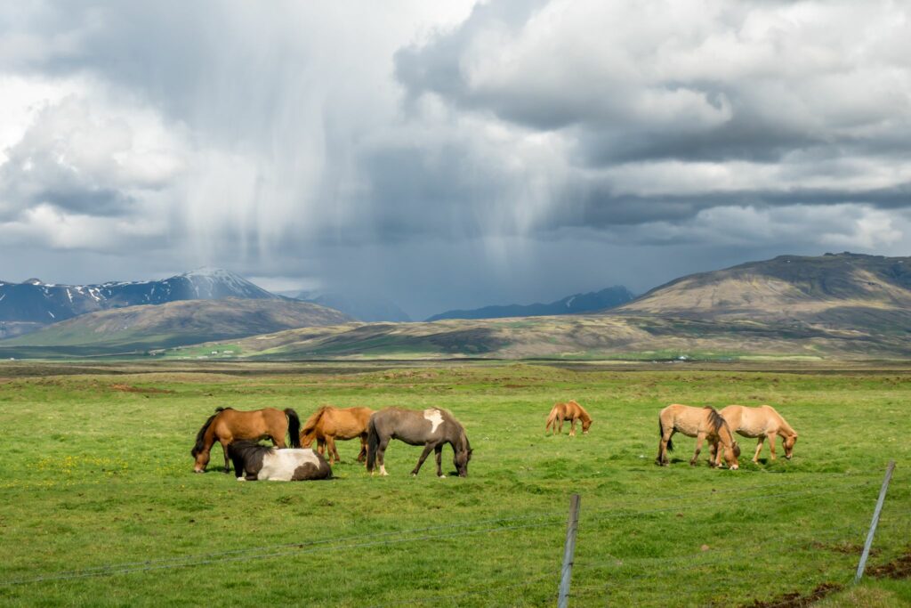 Horses grazing in a storm