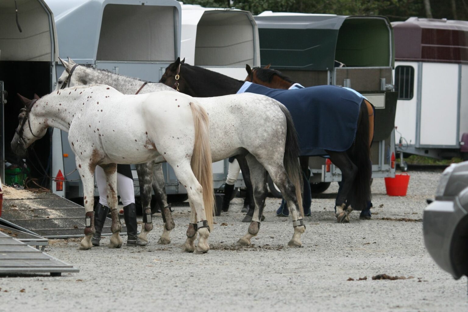 Should You Ever Blanket a Wet Horse? Horse Rookie