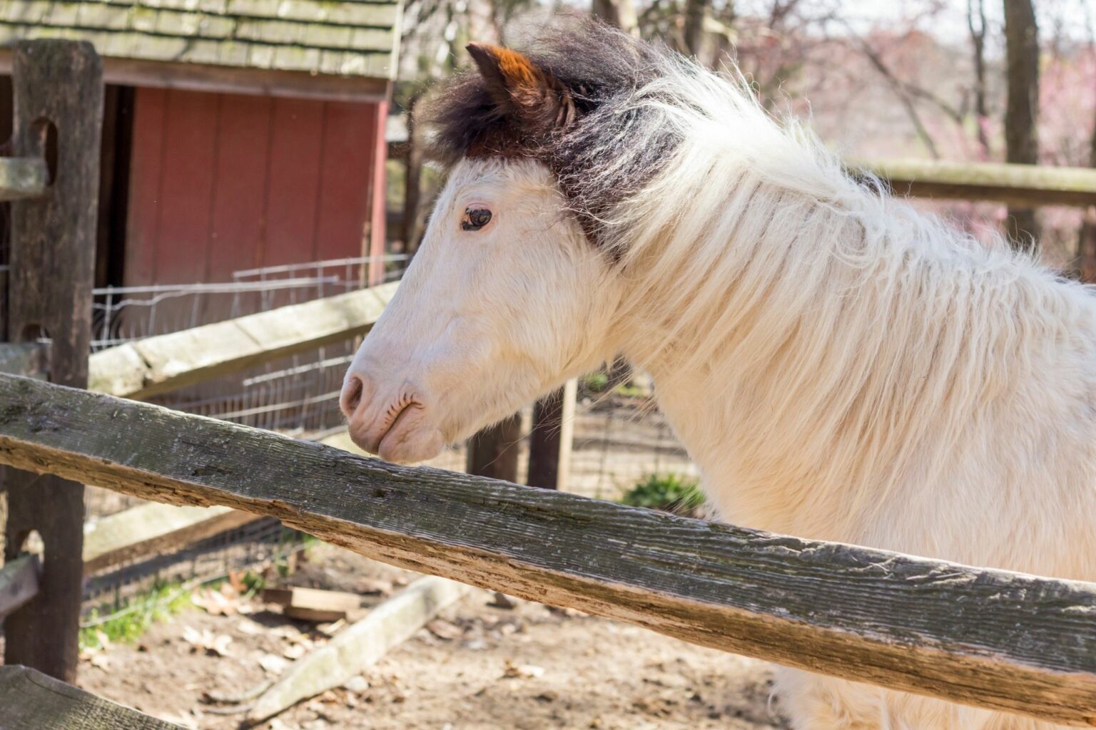 3 Best Sunscreens for Sensitive Horses Snoots