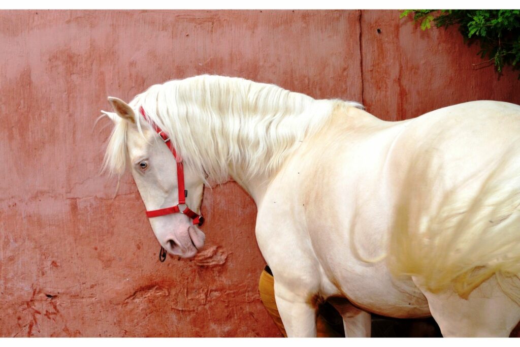 White horse needing sunscreen