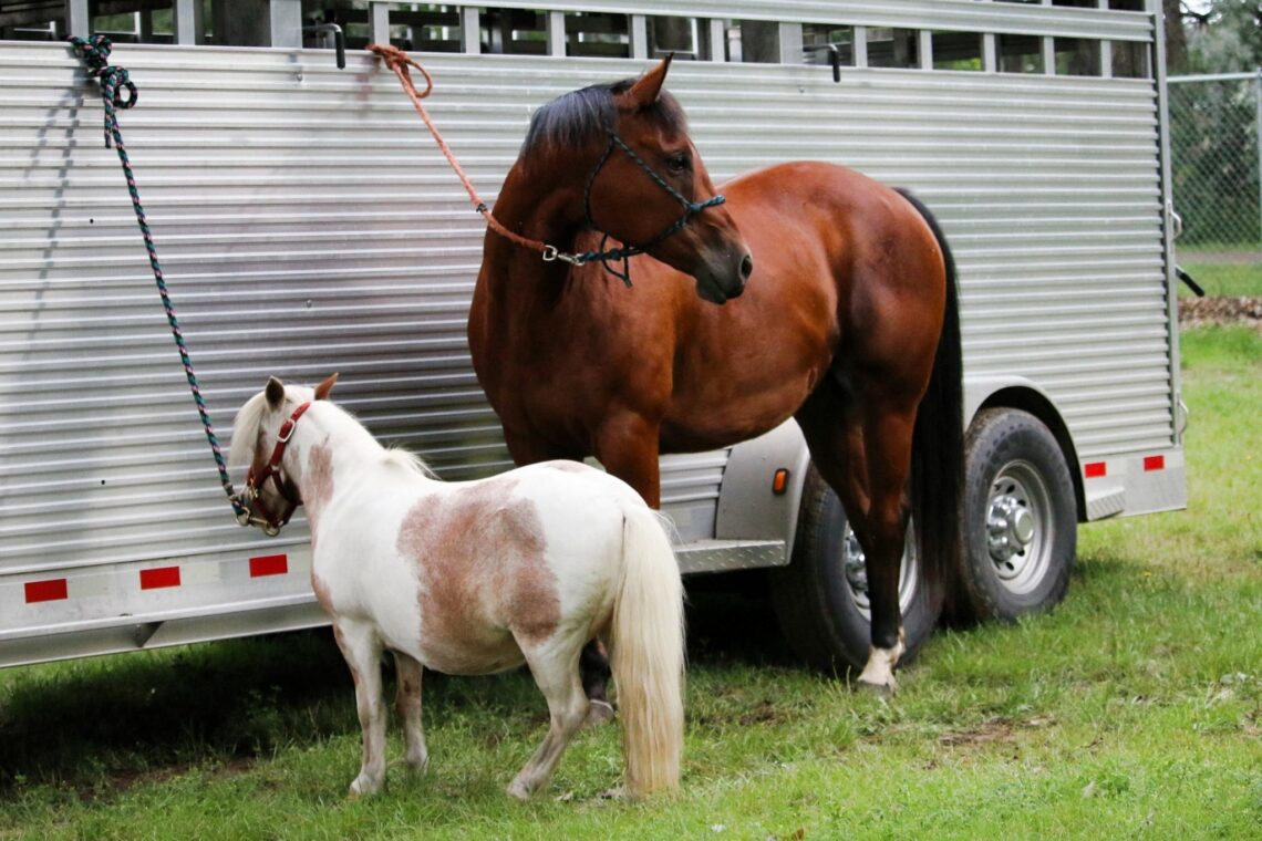 Tiny Packers How Much Weight Can Mini Horses Carry? Horse Rookie