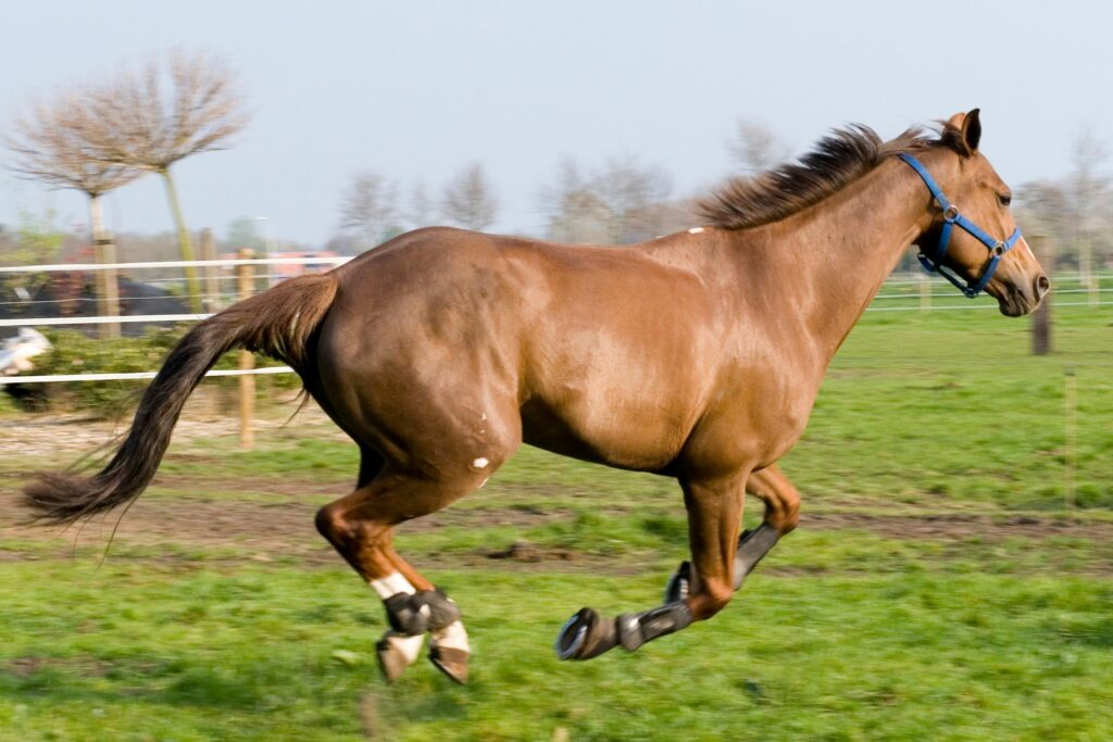 Brown horse