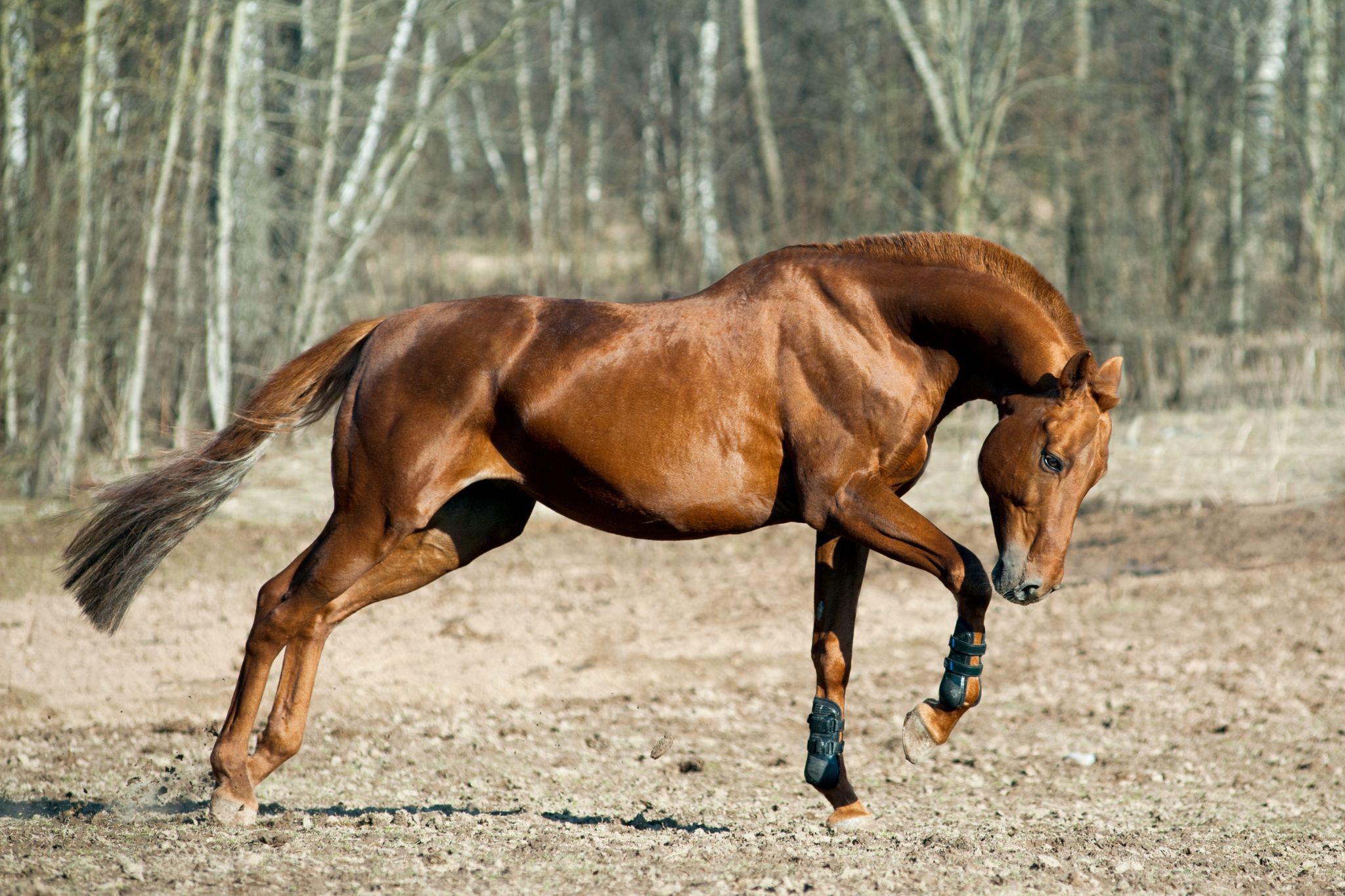 29 Horse Coat Color Variations (Beginner Photo Guide)