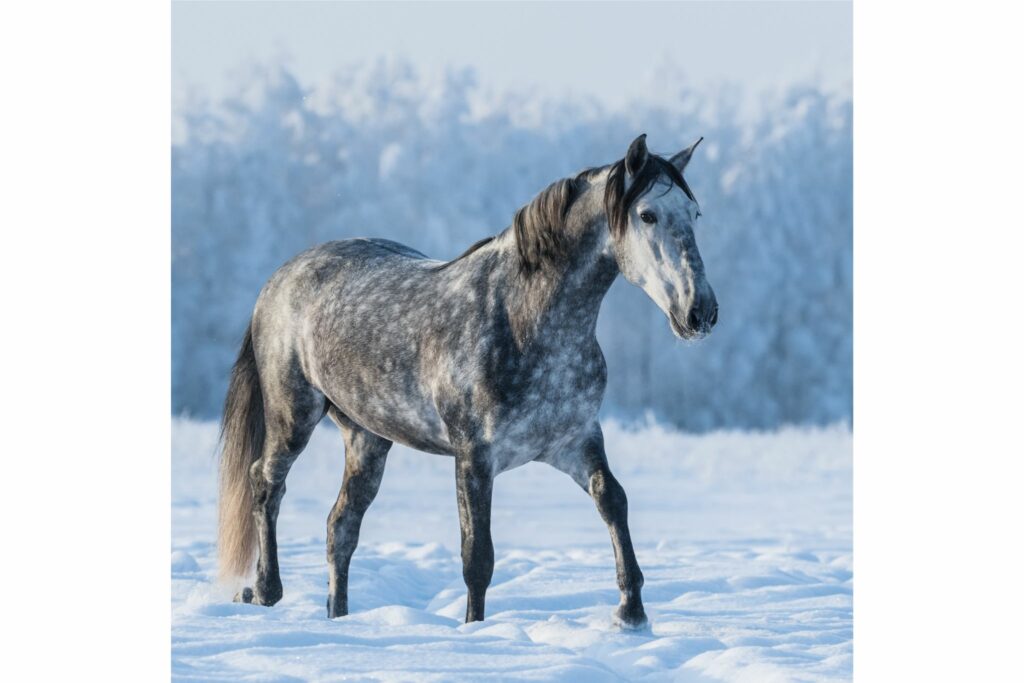 Dapple Gray horse