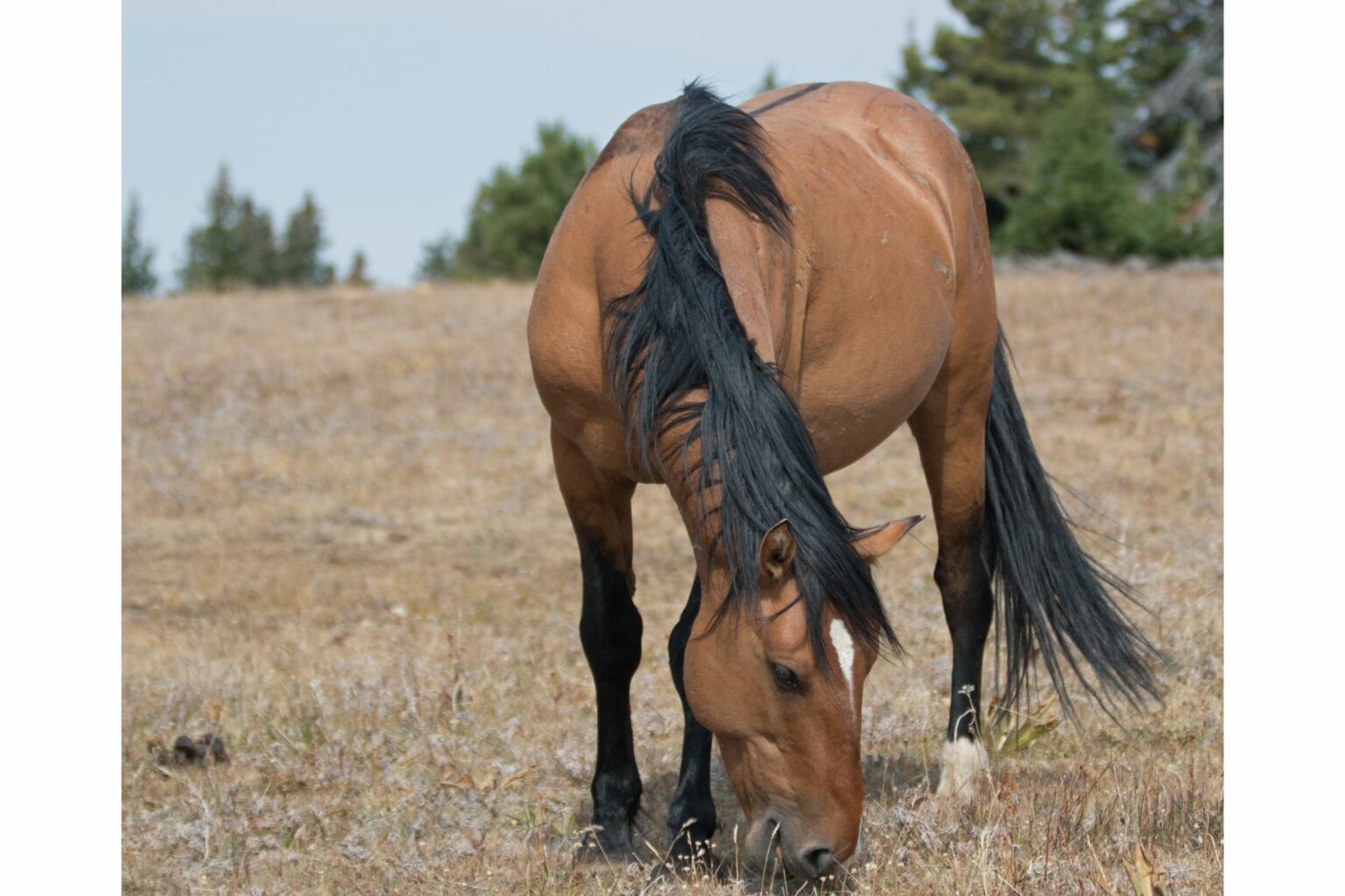 29 Horse Coat Color Variations (Beginner Photo Guide)