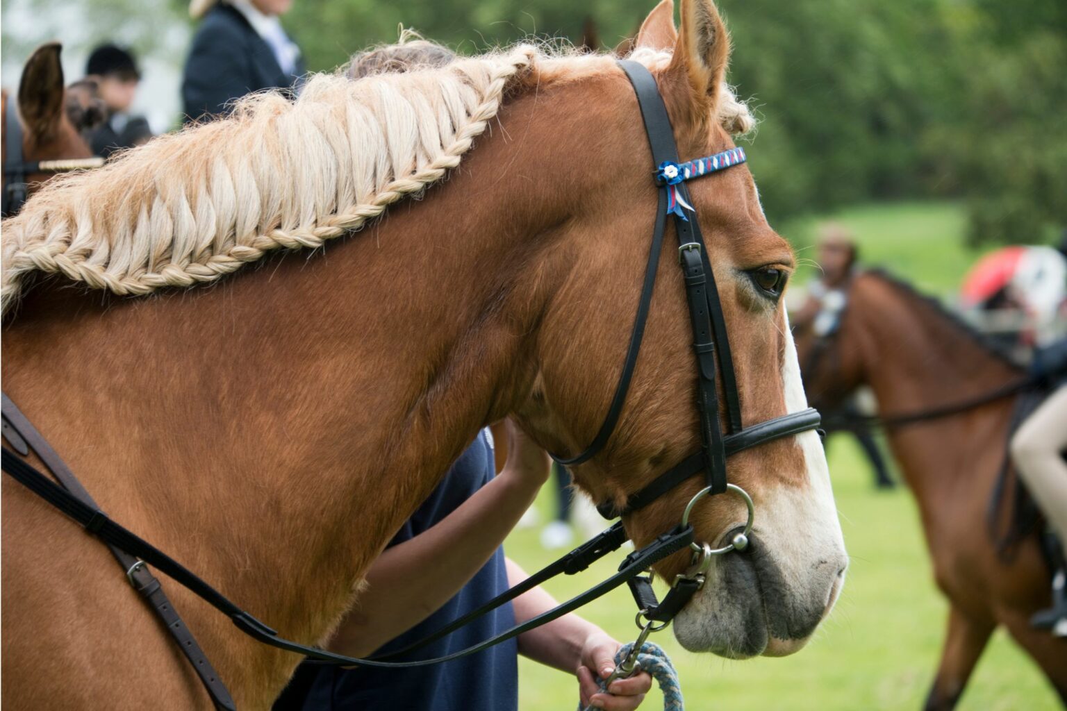 29 Horse Coat Color Variations (Beginner Photo Guide)