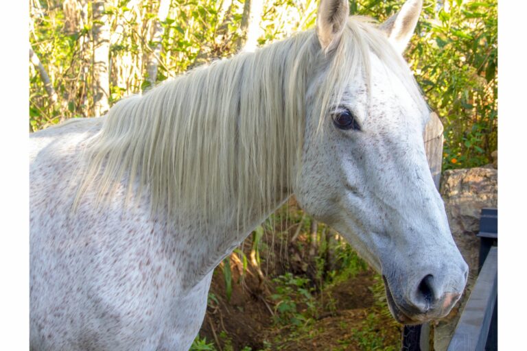 29 Horse Coat Color Variations (Beginner Photo Guide)