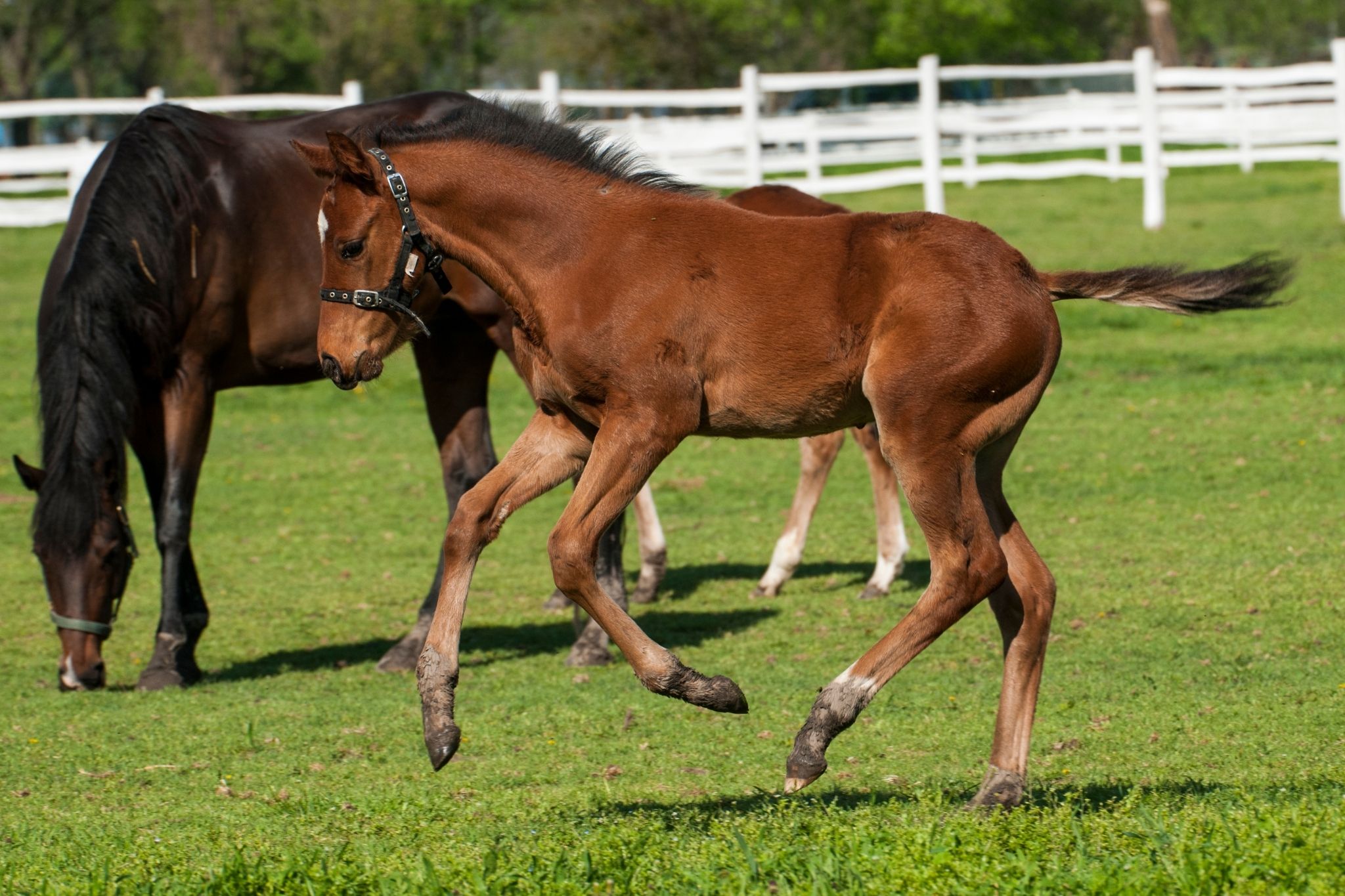 Foal Math: How Many Babies Can a Mare Have? - Horse Rookie