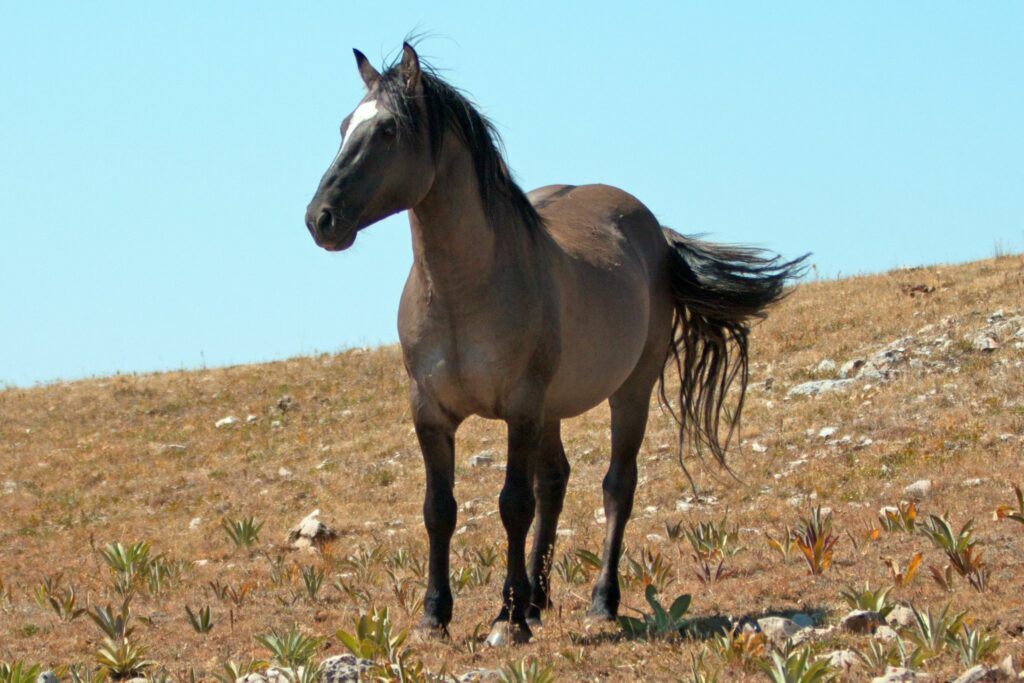 Grullo horse