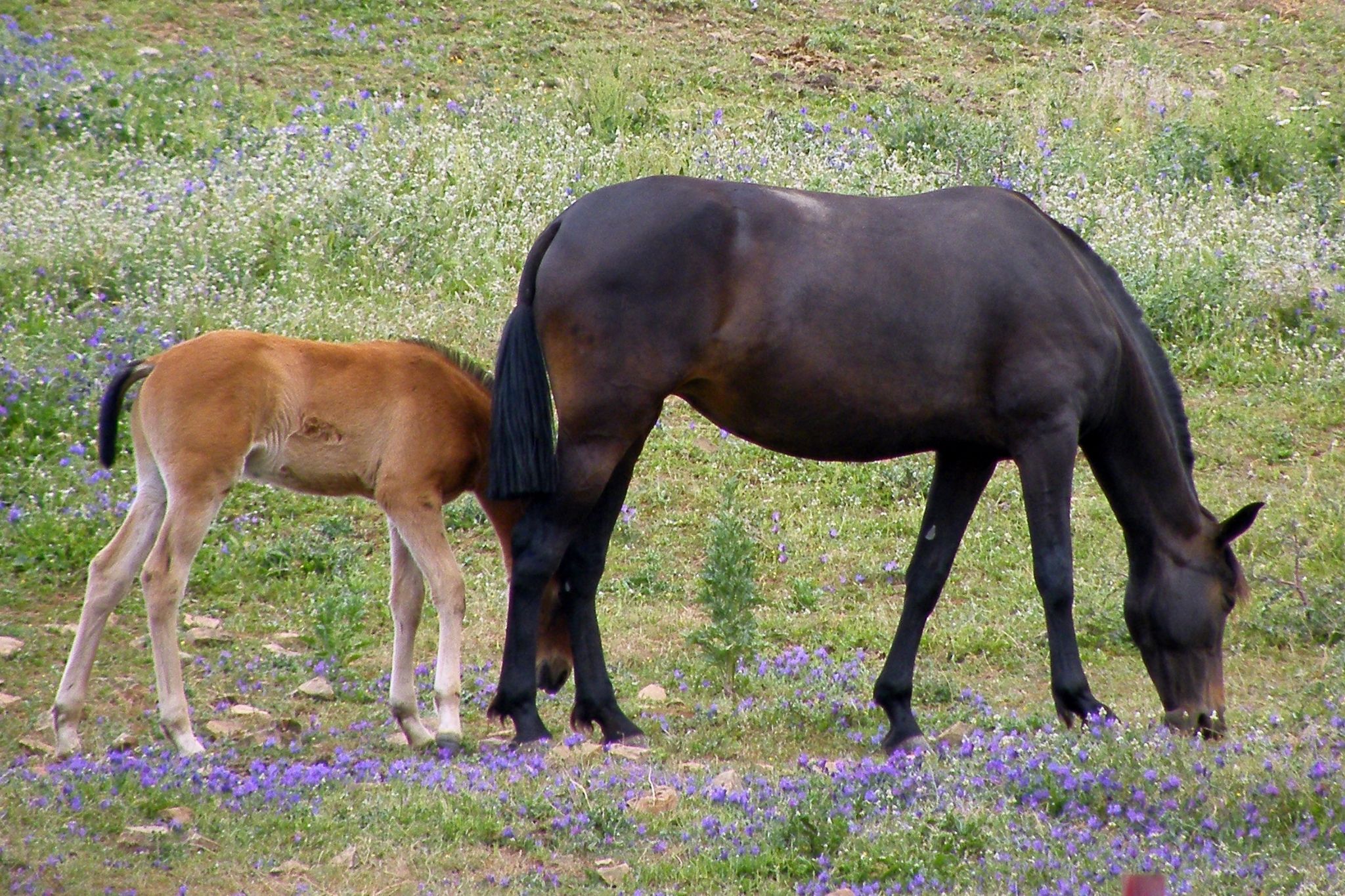 breeding-basics-understanding-the-equine-pedigree-horse-rookie