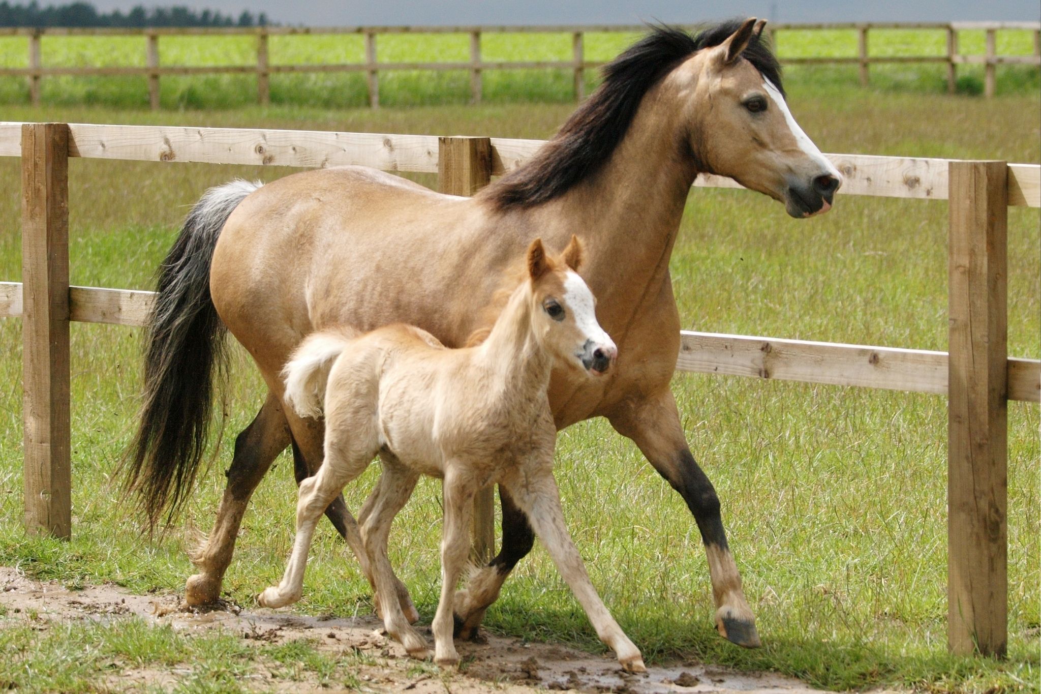 broodmares-how-old-is-too-old-to-breed-your-horse-horse-rookie