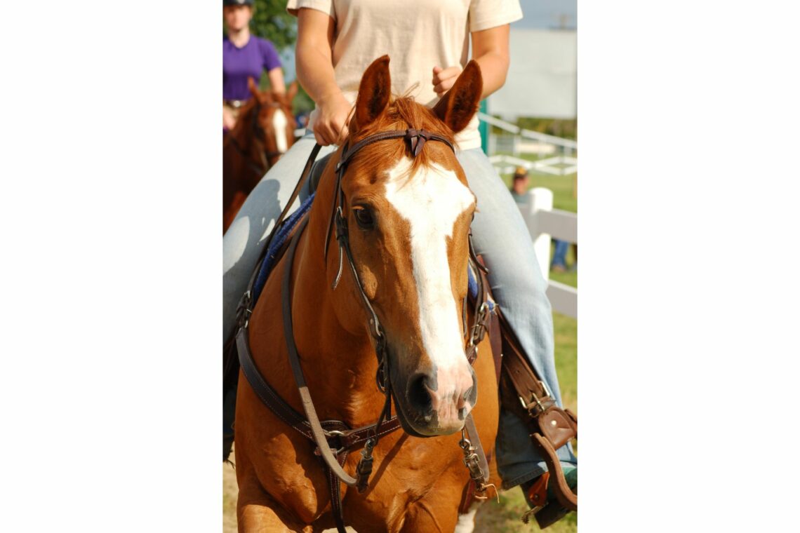 Rookie Rundown What NOT to Do When Riding a Horse Horse Rookie