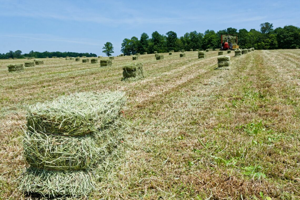 Stability & Safety: How to Stack and Store Hay Bales - Horse Rookie