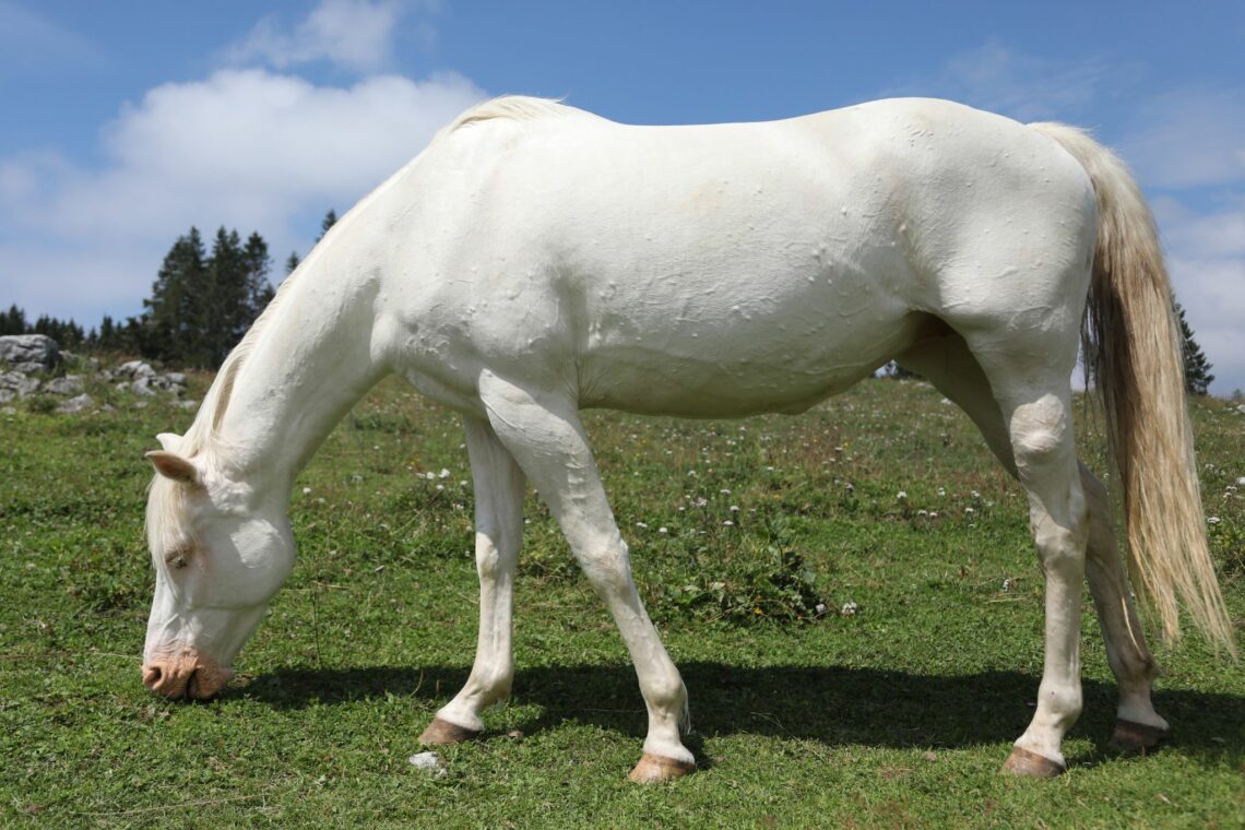 29 Horse Coat Color Variations (Beginner Photo Guide) Horse Rookie