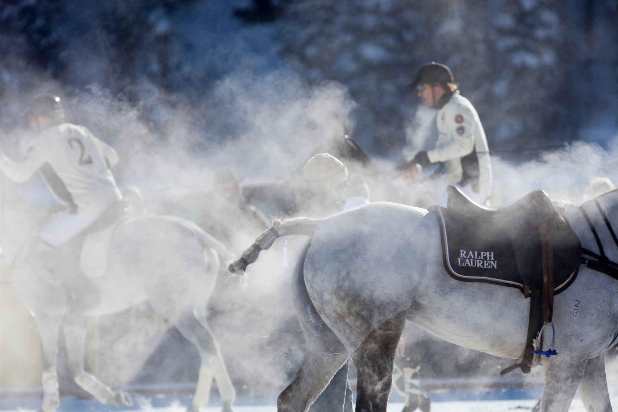 Horse Polo Terminology: Talk the Talk of this Fast-Paced Sport