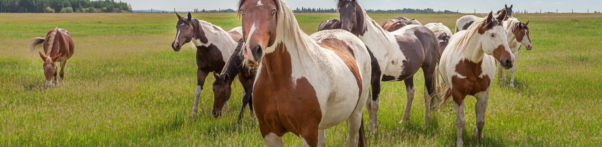 pinto vs paint horse