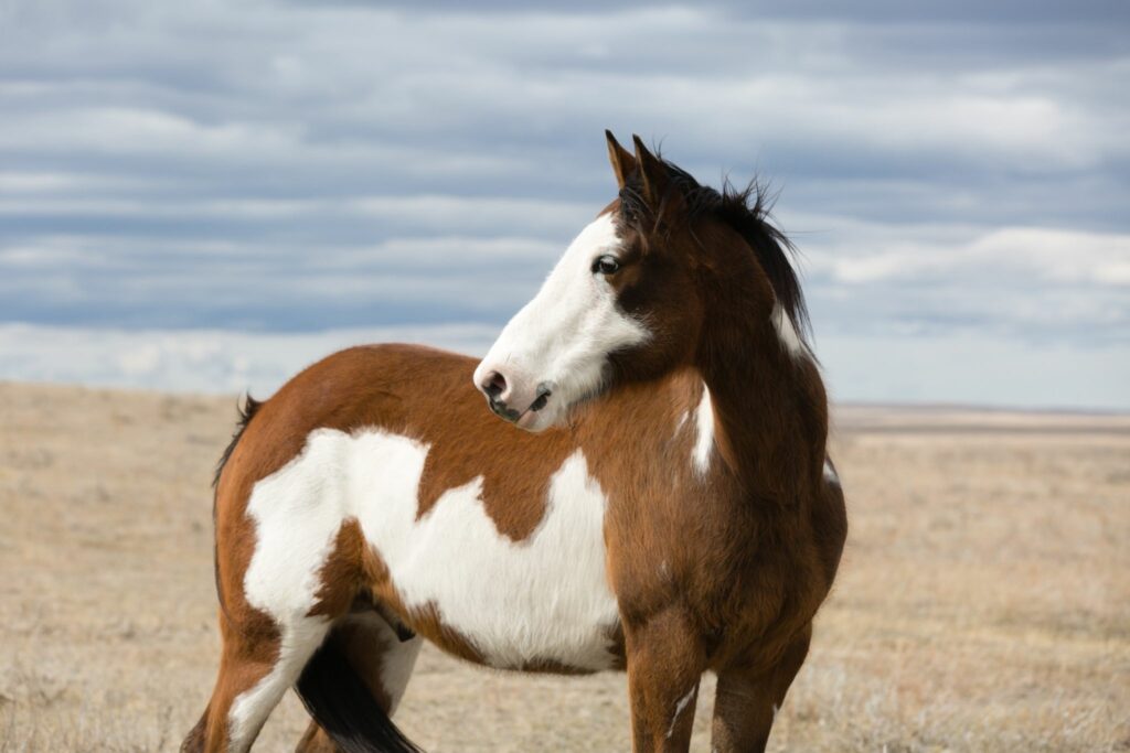 pinto horse
