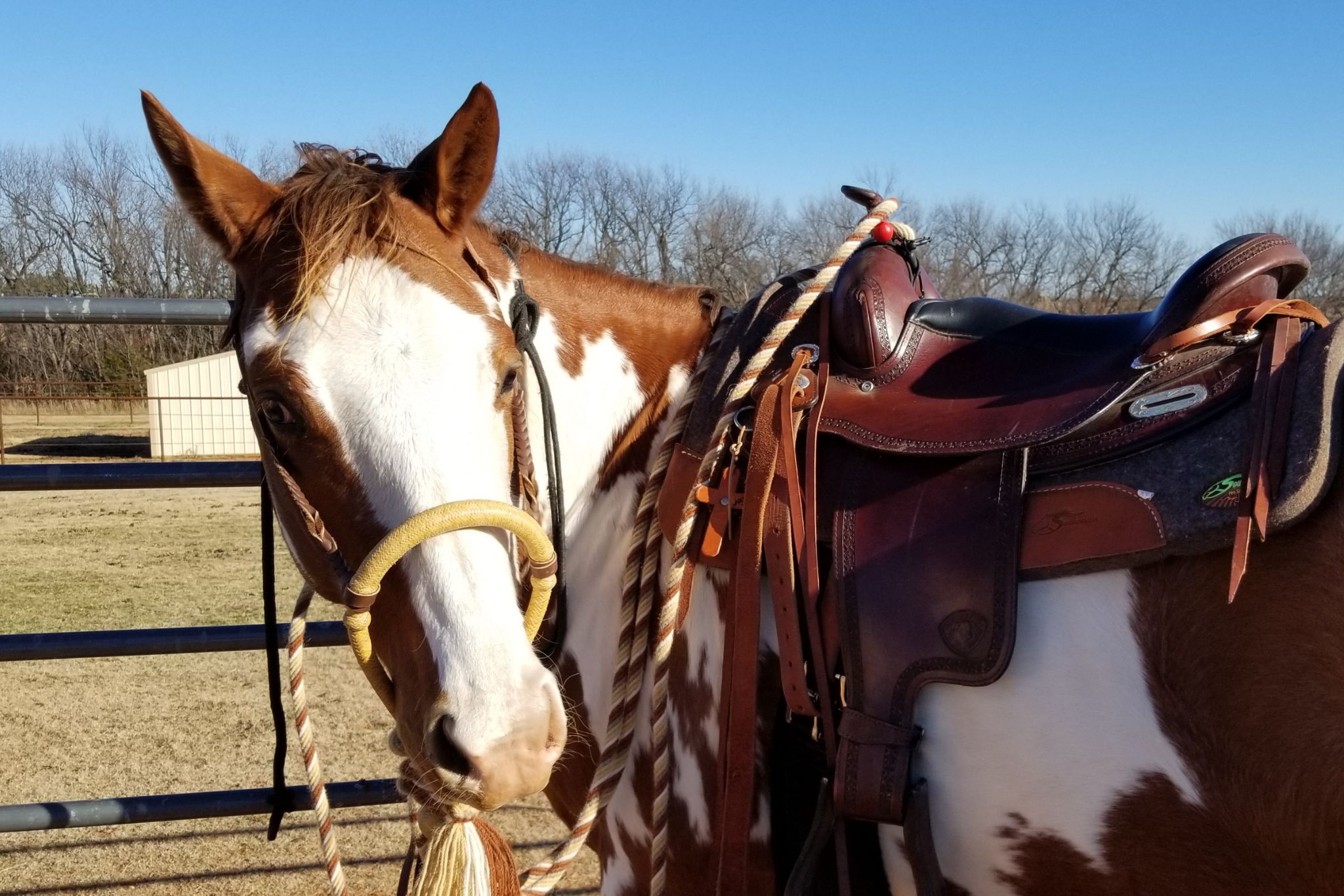 Pinto vs. Paint Horses: Differences Demystified - Horse Rookie