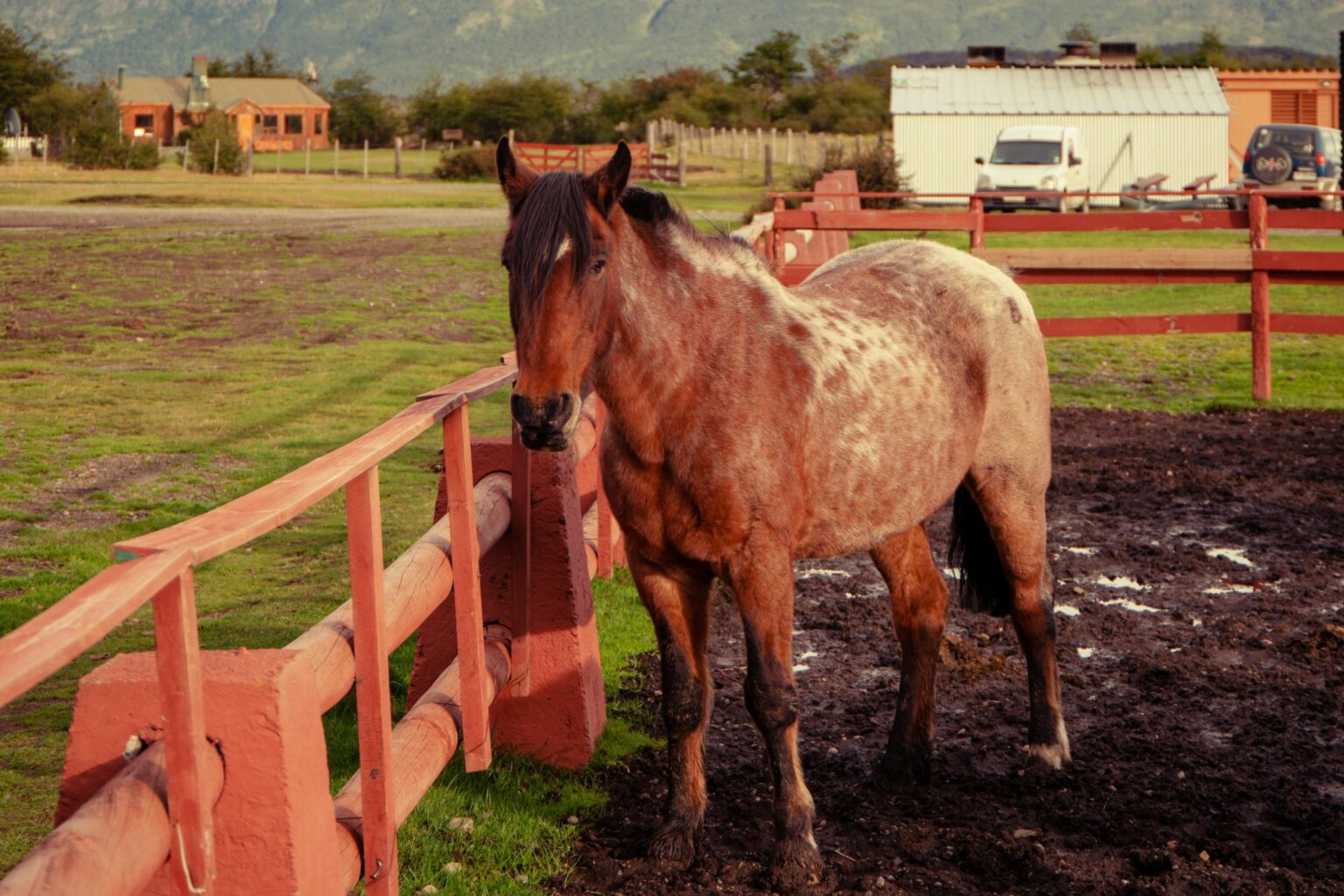 4 Tried & True Methods to Beat Muddy Horse Paddocks