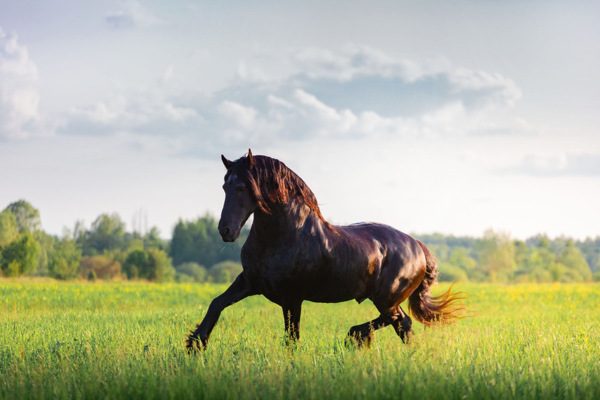 A very beautiful black horse!  Horses, Horse breeds, Friesian horse