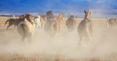 Herd running