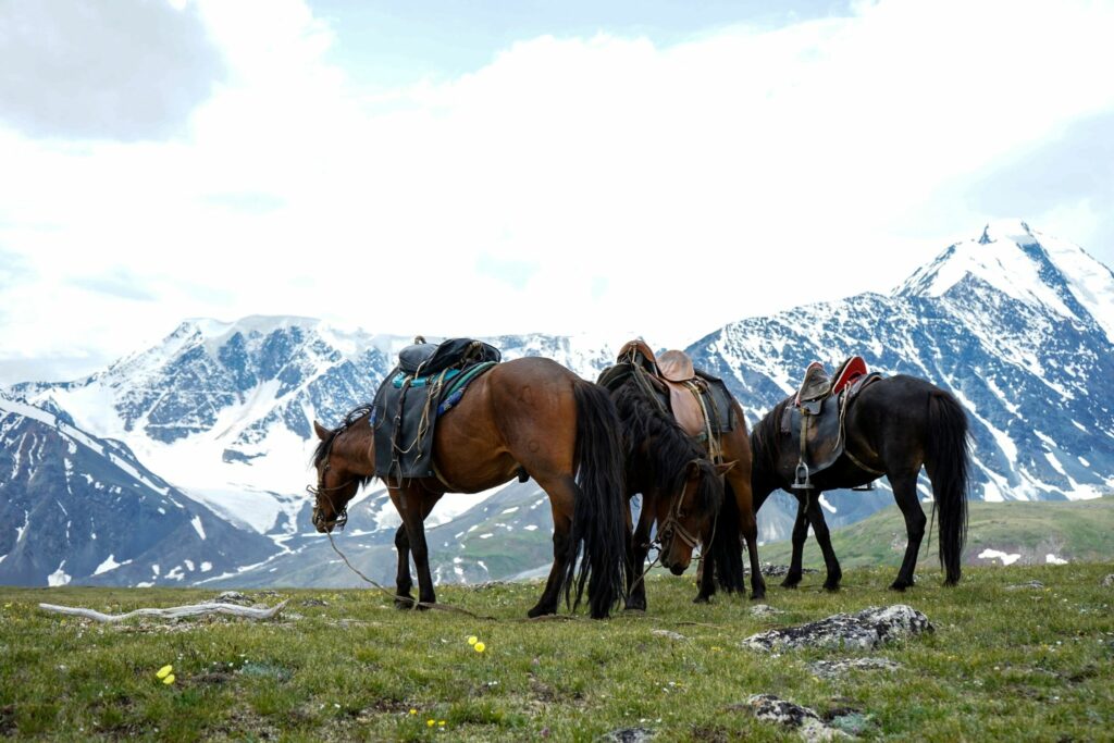 8 Ancient Horse Breeds With Historic Influence Horse Rookie