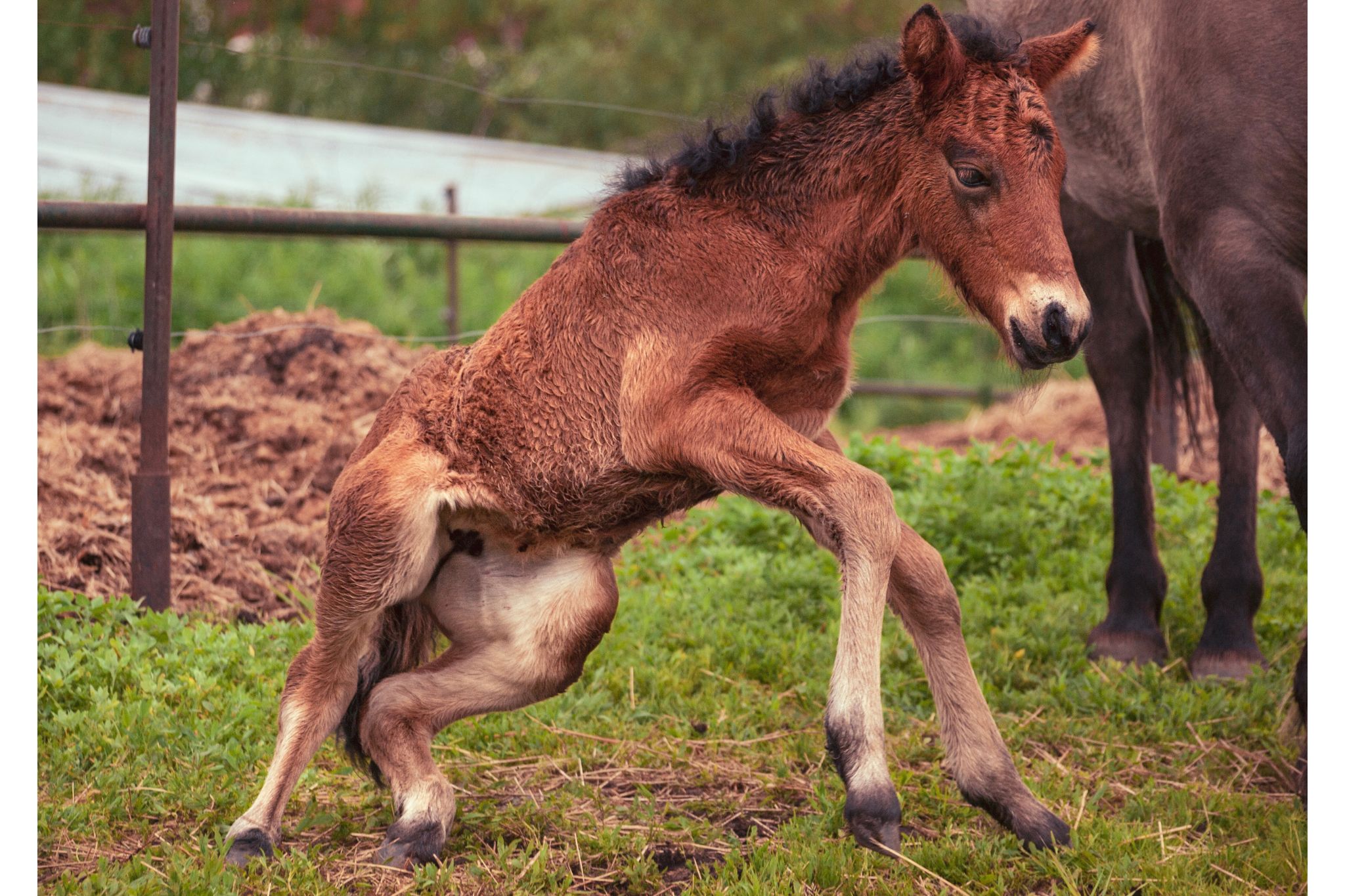 bundles-of-joy-how-much-do-newborn-horses-weigh-horse-rookie