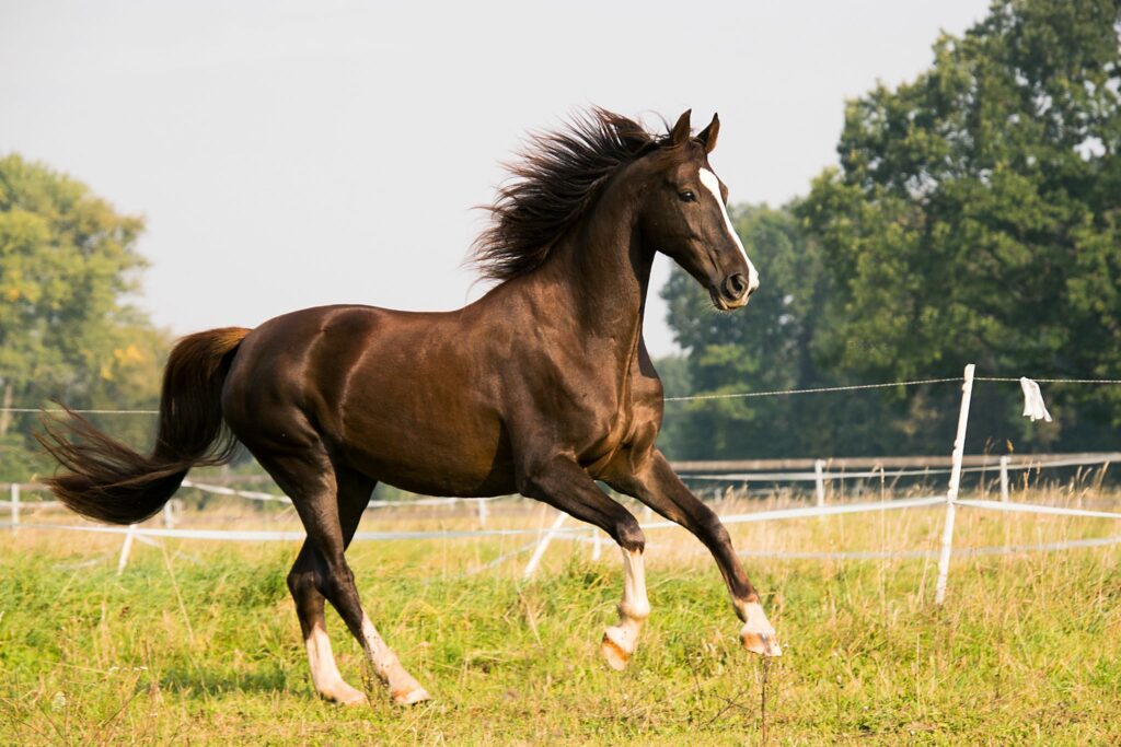 Horse cantering
