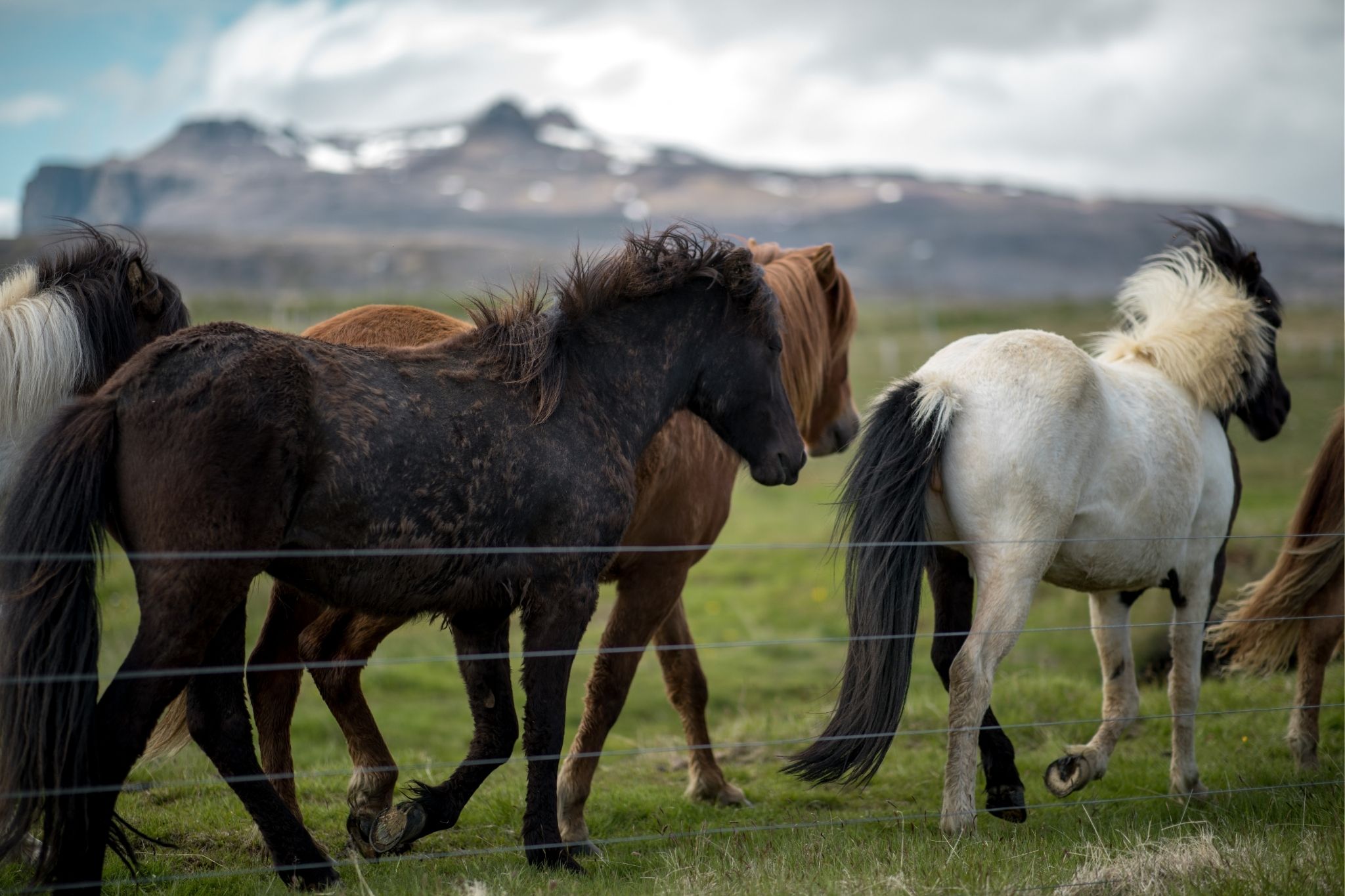 8 Ancient Horse Breeds With Historic Influence