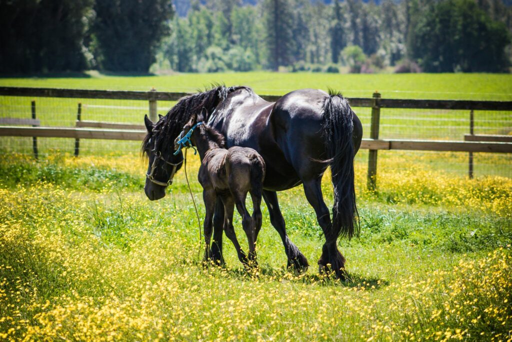 Mare and foal Friesian