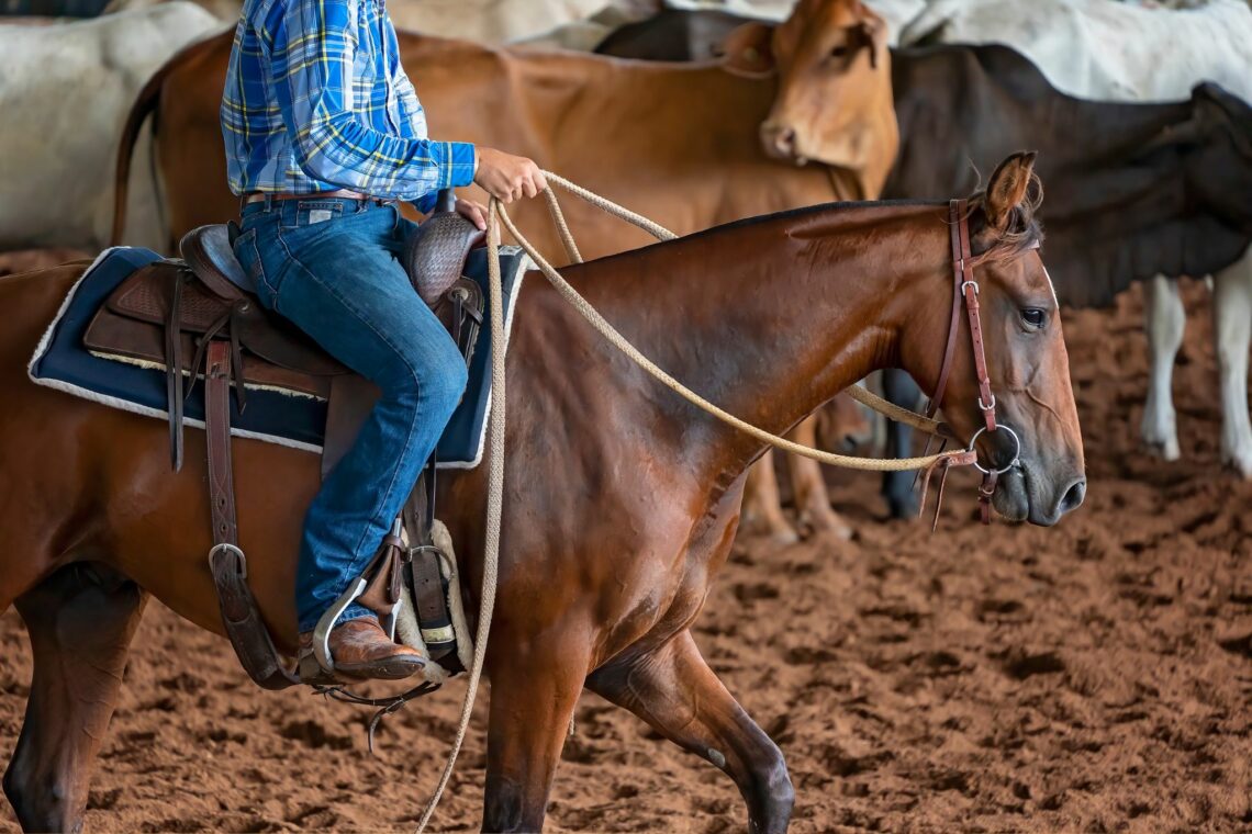 What is a Heel Horse? (Team Roping for Beginners) Horse Rookie