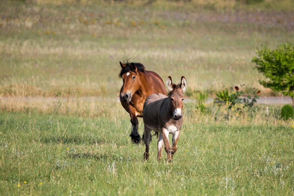 Meet Your Horse's New Bestie Animals 101) Horse Rookie
