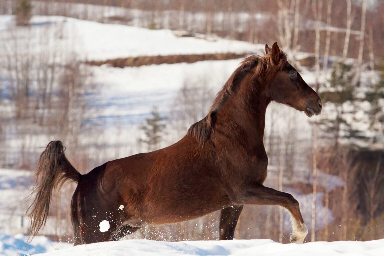 29 Horse Coat Color Variations (Beginner Photo Guide) Horse Rookie