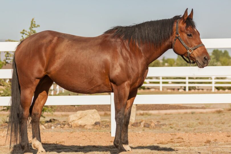 Quarter horse