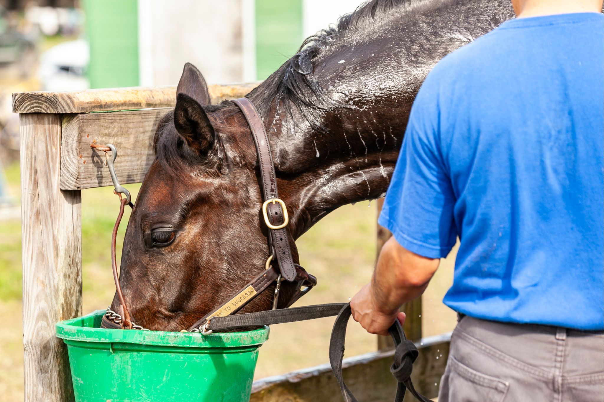 BuhBye Buckets 5 Best Automatic Horse Waterers Horse Rookie