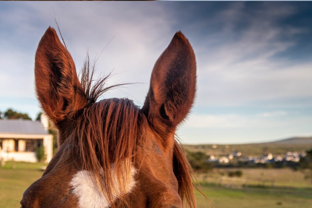 Horse ears