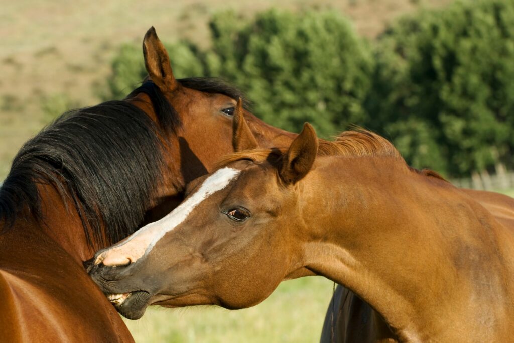 Horses grooming each other