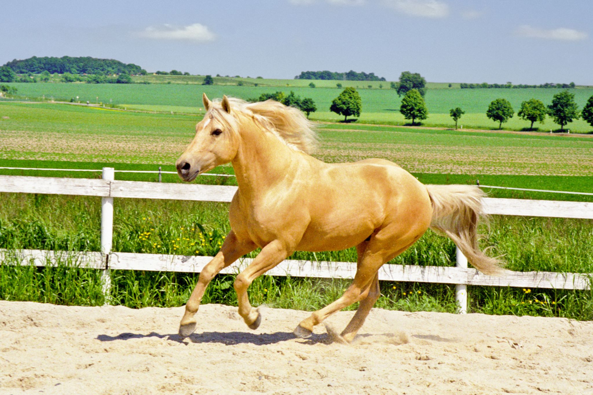 Inquiring Minds Is a Quarter Horse a Warmblood? Horse Rookie