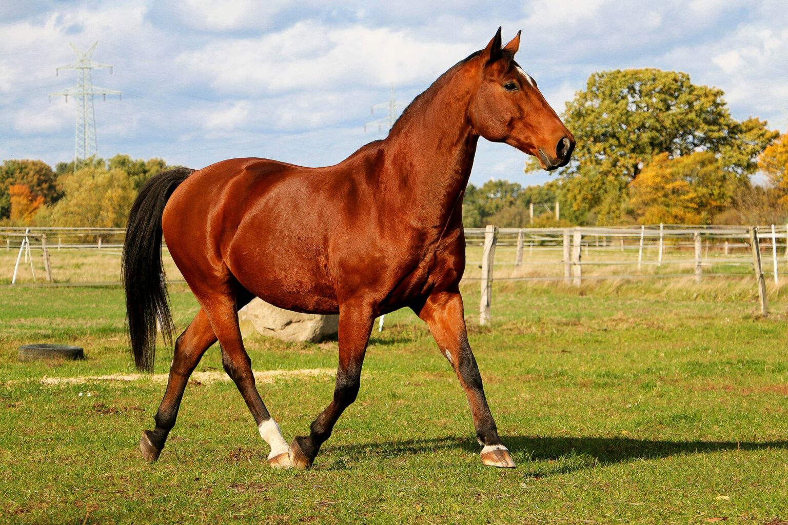Inquiring Minds: Is a Quarter Horse a Warmblood? - Horse Rookie
