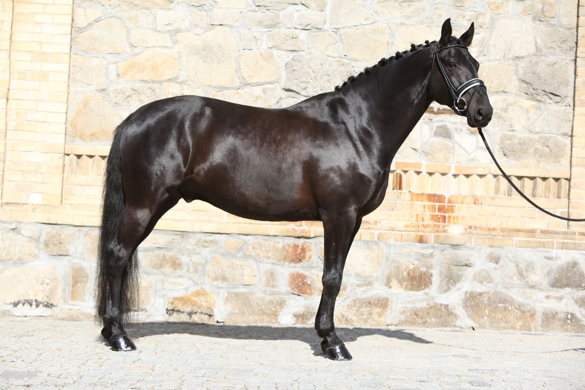 Inquiring Minds Is a Quarter Horse a Warmblood? Horse Rookie