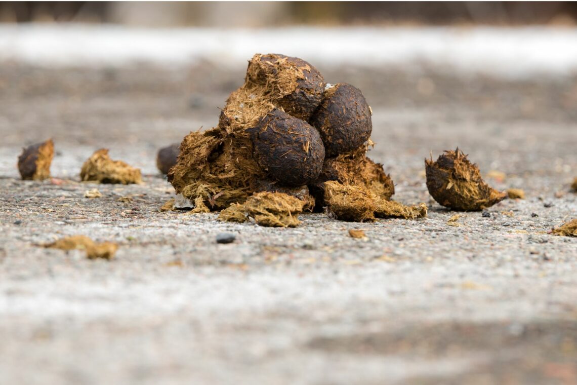 Manure Management Made Simple for Horse Rookies