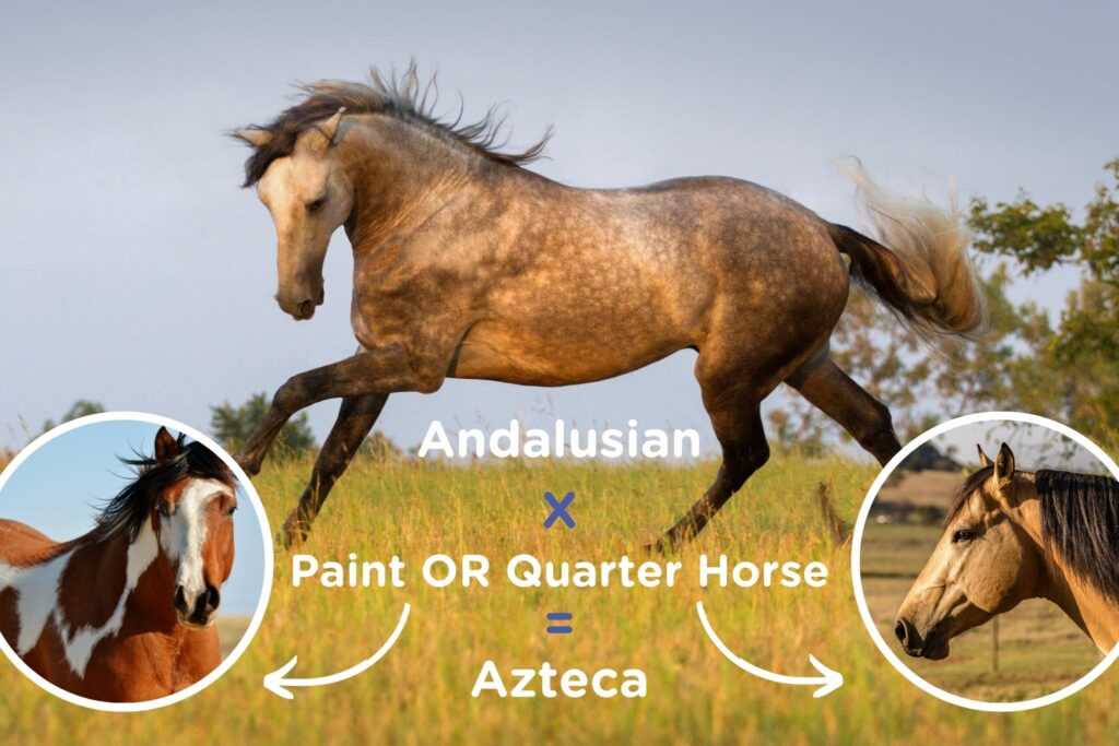 what is an azteca horse