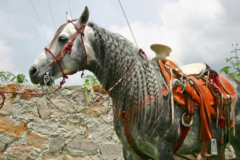 azteca horse western