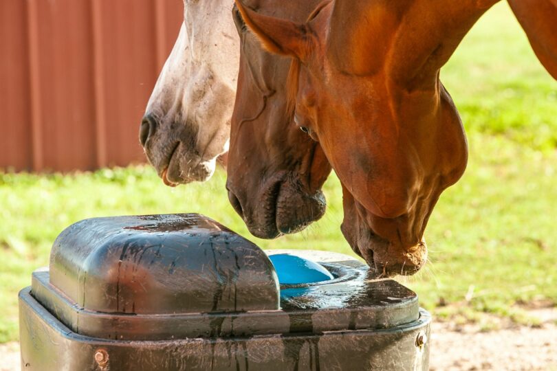 horse automatic waterer