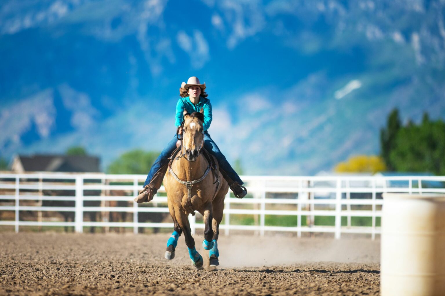 5 Best Horse Breeds for Barrel Racing in the Money Horse Rookie