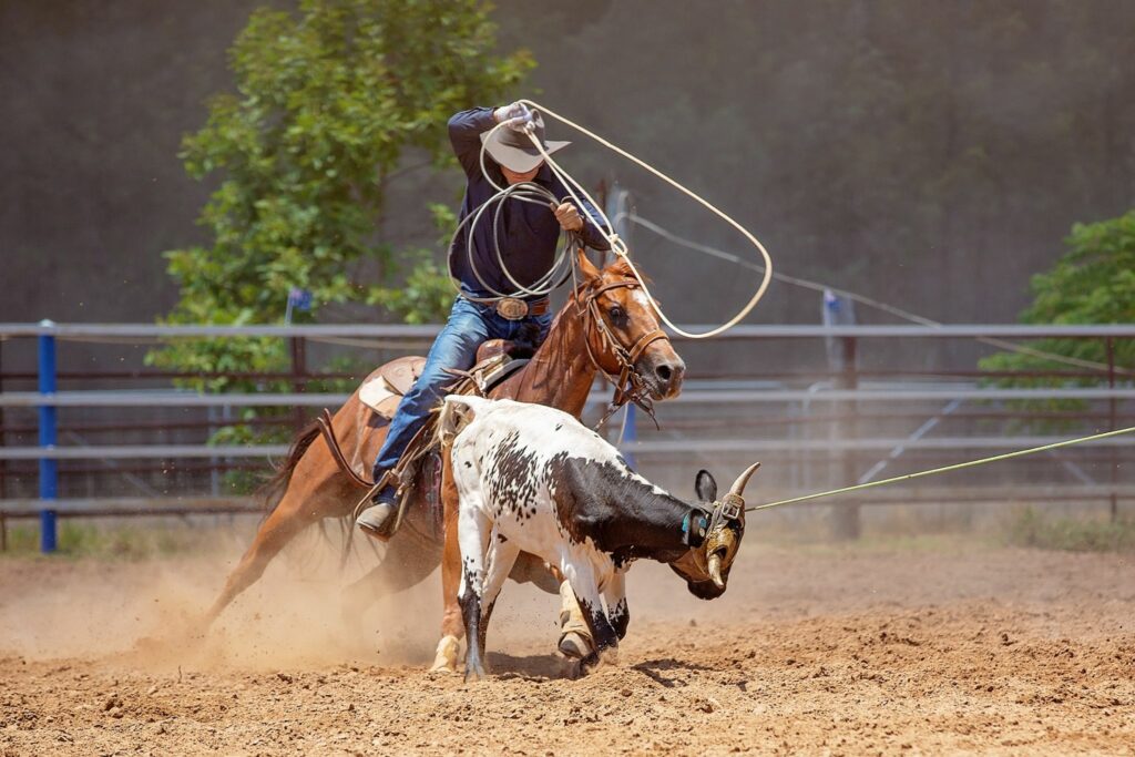 horse rodeo photography