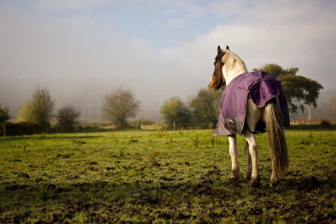 4 Tried & True Methods to Beat Muddy Horse Paddocks